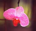 Pink veined orchid, cropped 72 dpi